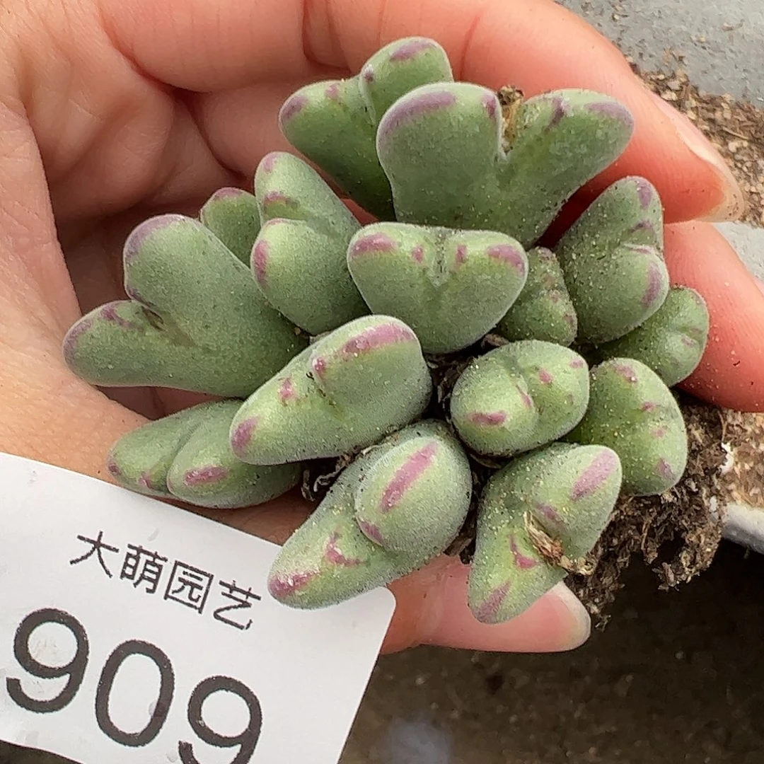 一物一拍。      909