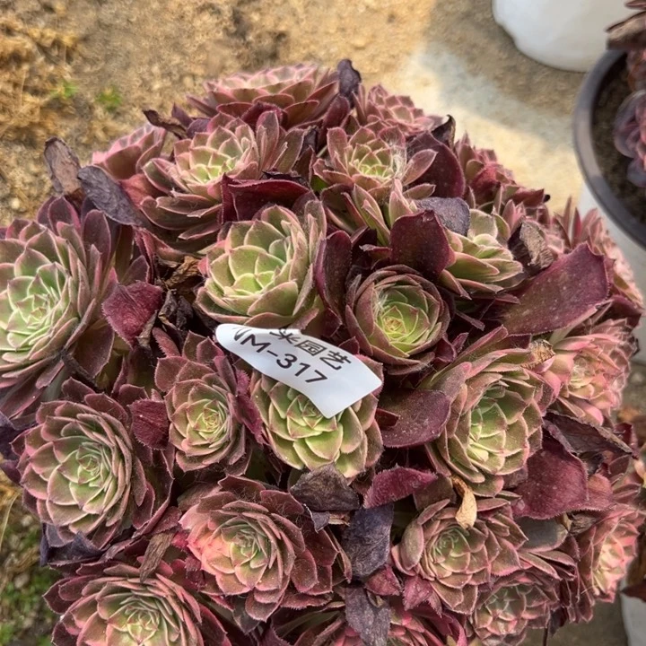 唯*粉海王多肉植物317