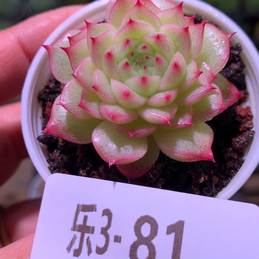 乐然 3-81 麦秆单头