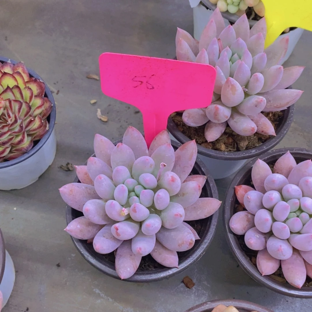 ꧁****꧂开心多肉植物多肉