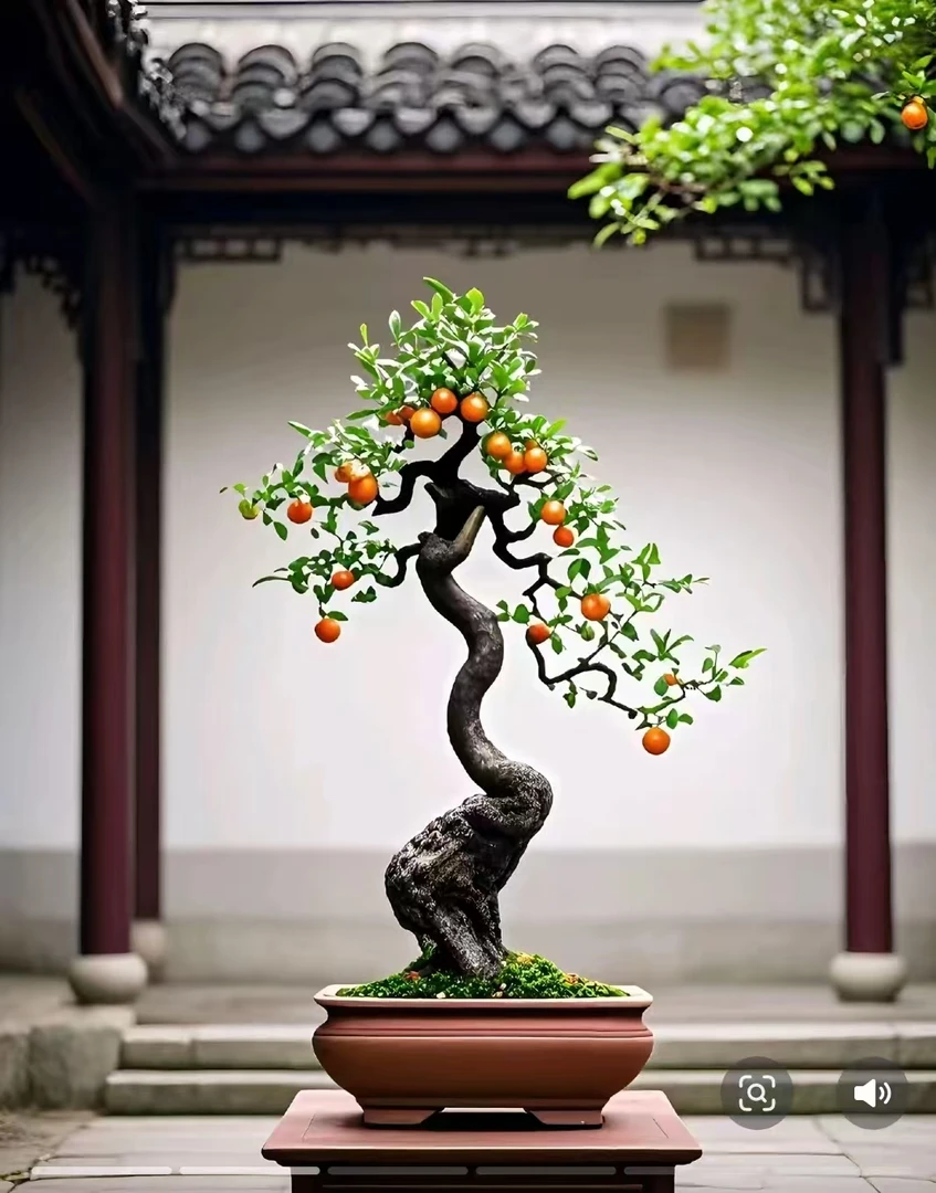 灌木金弹子盆景，图片仅供参考