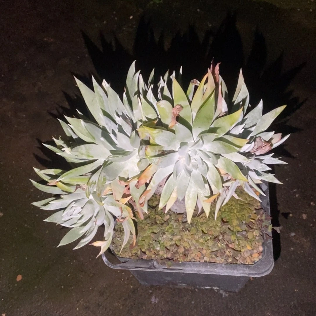 炸多肉植物啦啦啦啦