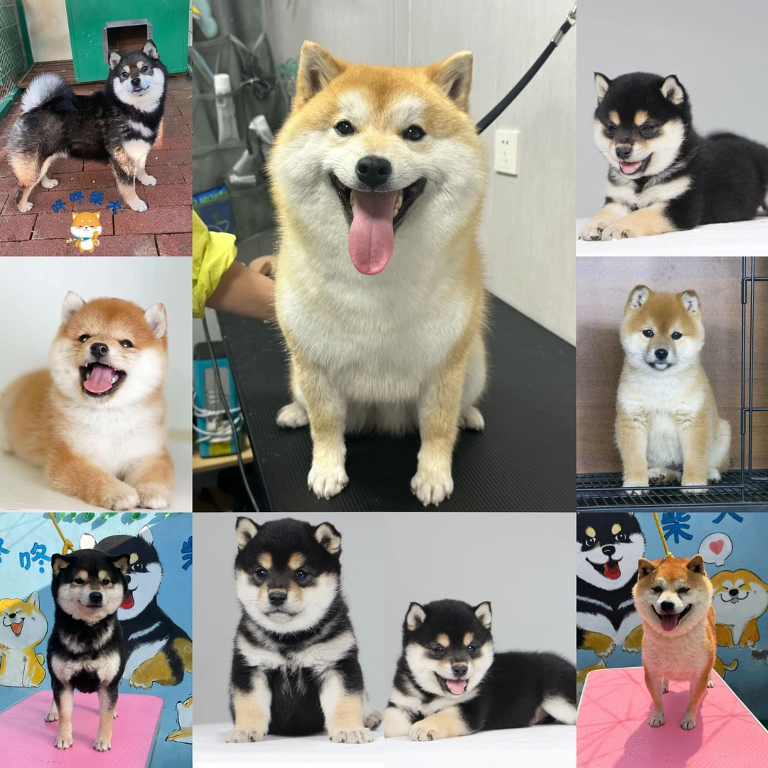 （咚咚柴犬）宠物狗狗活体链接