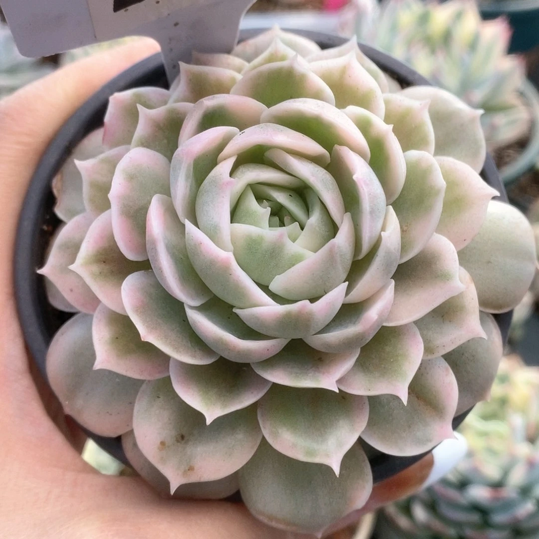 003锦锦锦锦锦锦锦锦