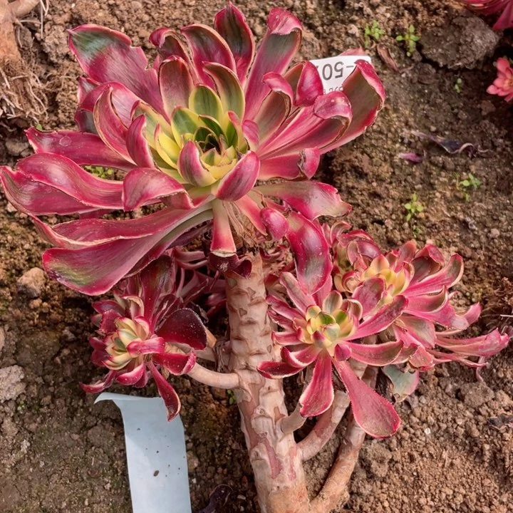 宝***?507烈焰多肉12345678