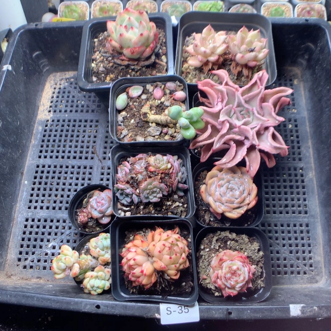 无花朵S35英语沟通天天天天天天英语英语