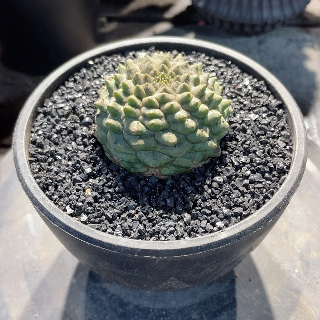 自根龟甲布纹球带盆土