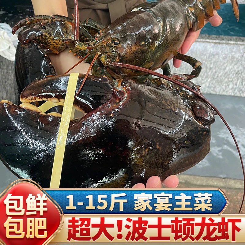 （打氧碎冰发不包活）鲜活波士顿龙虾顺丰发出