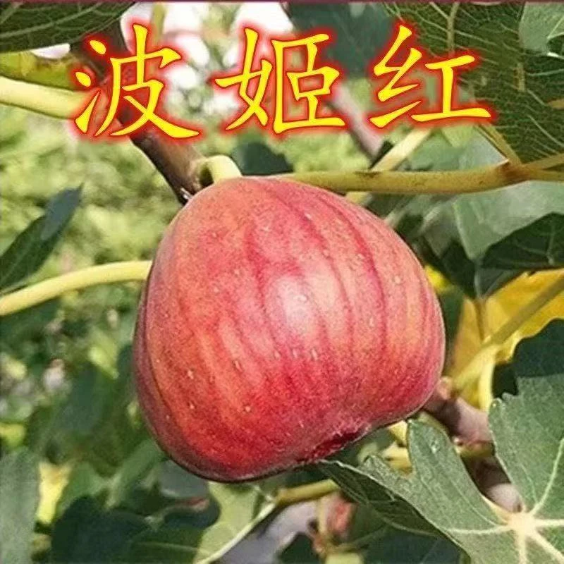 【带果发货】无花果树苗带果盆栽阳台庭院南北方可种植矮化耐寒小绿
