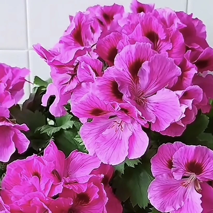 《新疆包邮》蝴蝶梅尼科莱特、渐变色大花型耐活好养、喜阳耐旱