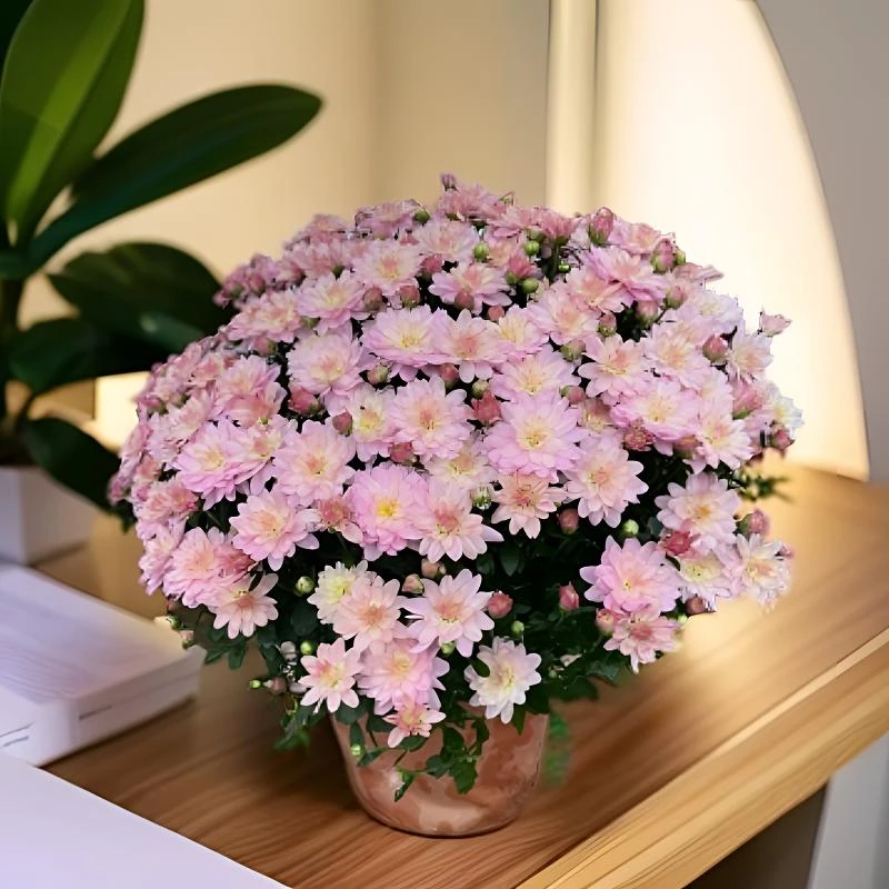 （粉黛）拍一发二球菊带花苞发货菊盆栽四季开花