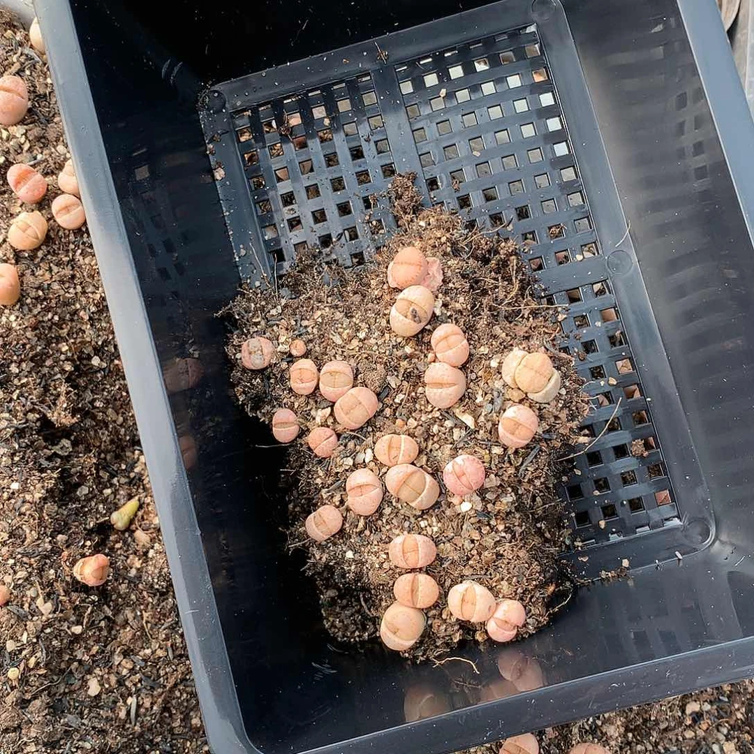 i*gA73多肉植物保护研究所