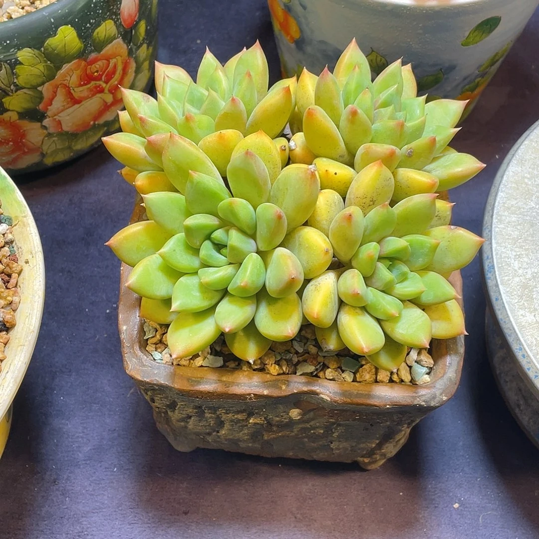 多肉植物脱土包邮