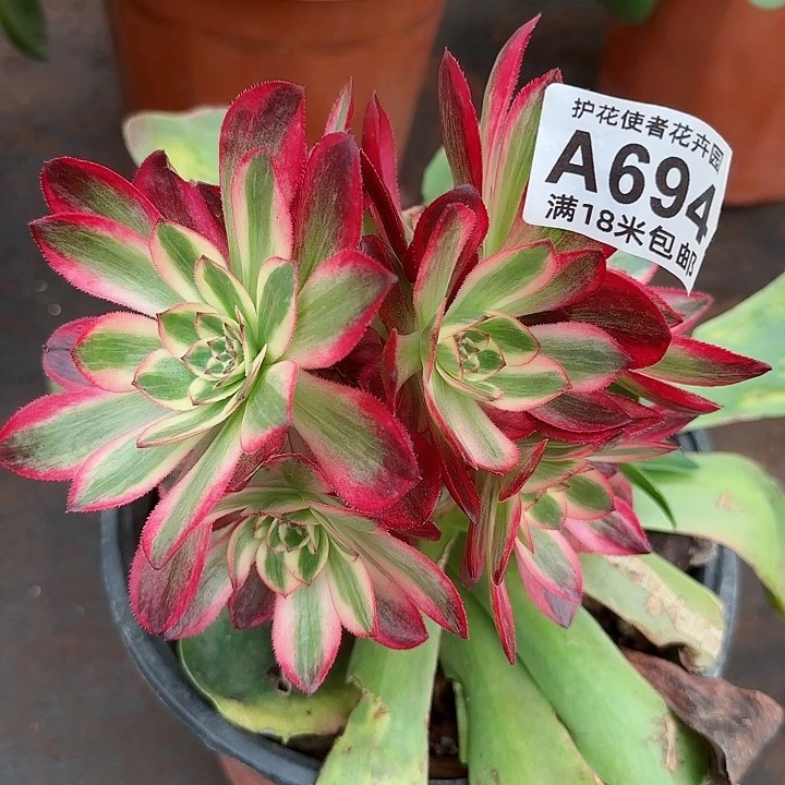 多肉法师云菏朵朵