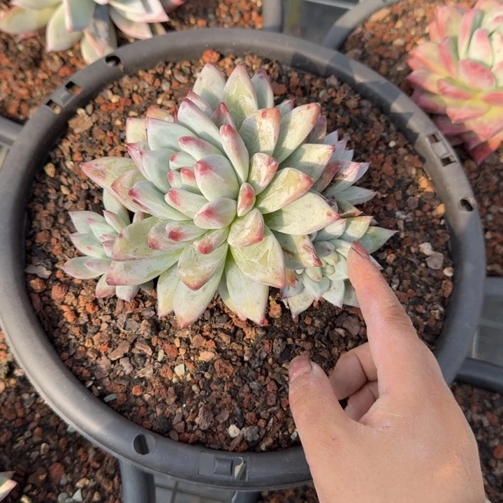 卡系群多肉植物绿植