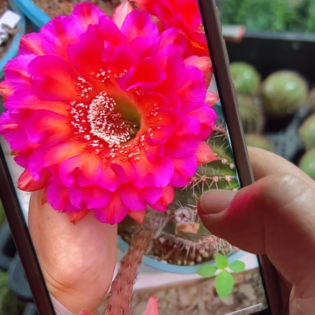 下38彩草闪耀歪无根侧芽4公分左右20包邮包