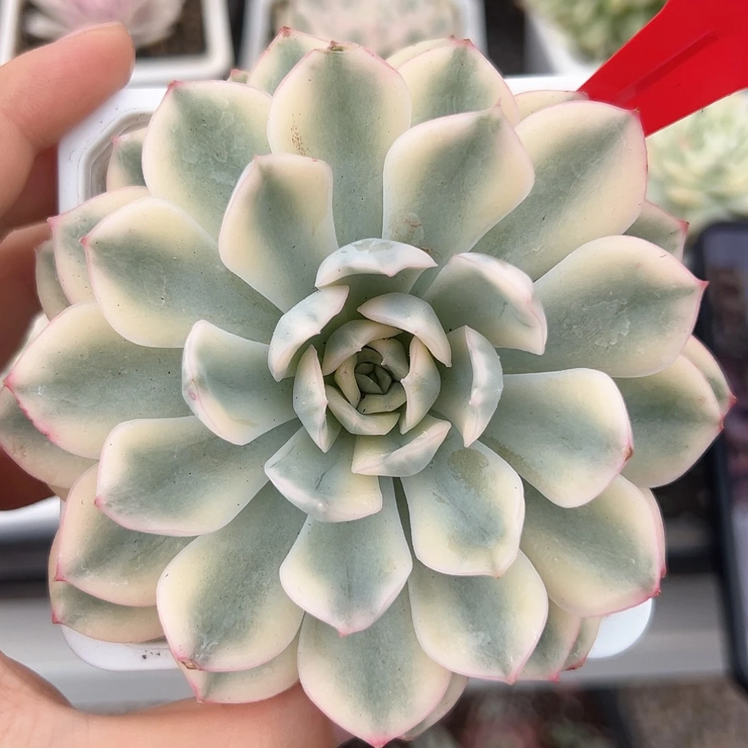 36号月亮仙子锦多肉植物