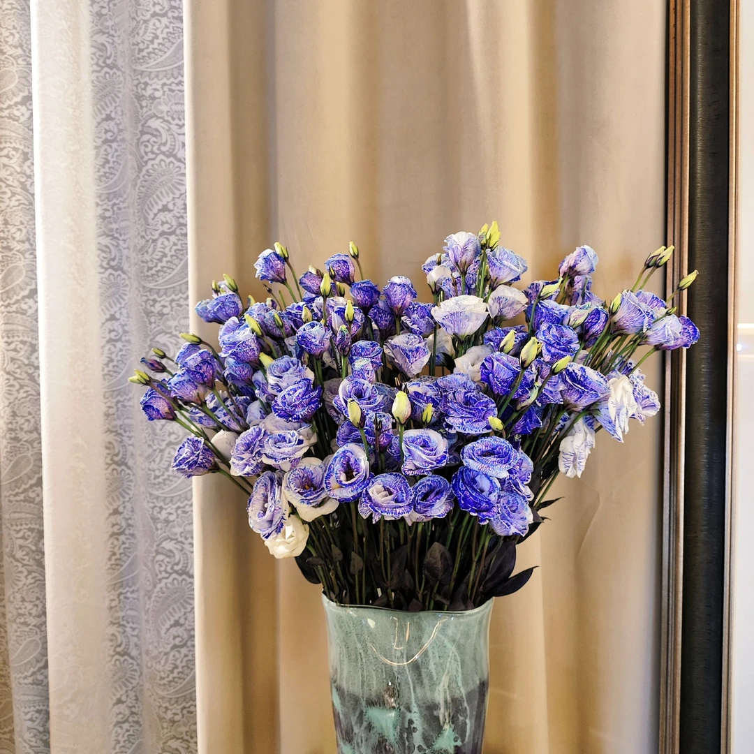 【专属浪漫DR】星月夜吸色洋桔梗鲜切花丨深空釉彩的星月光华