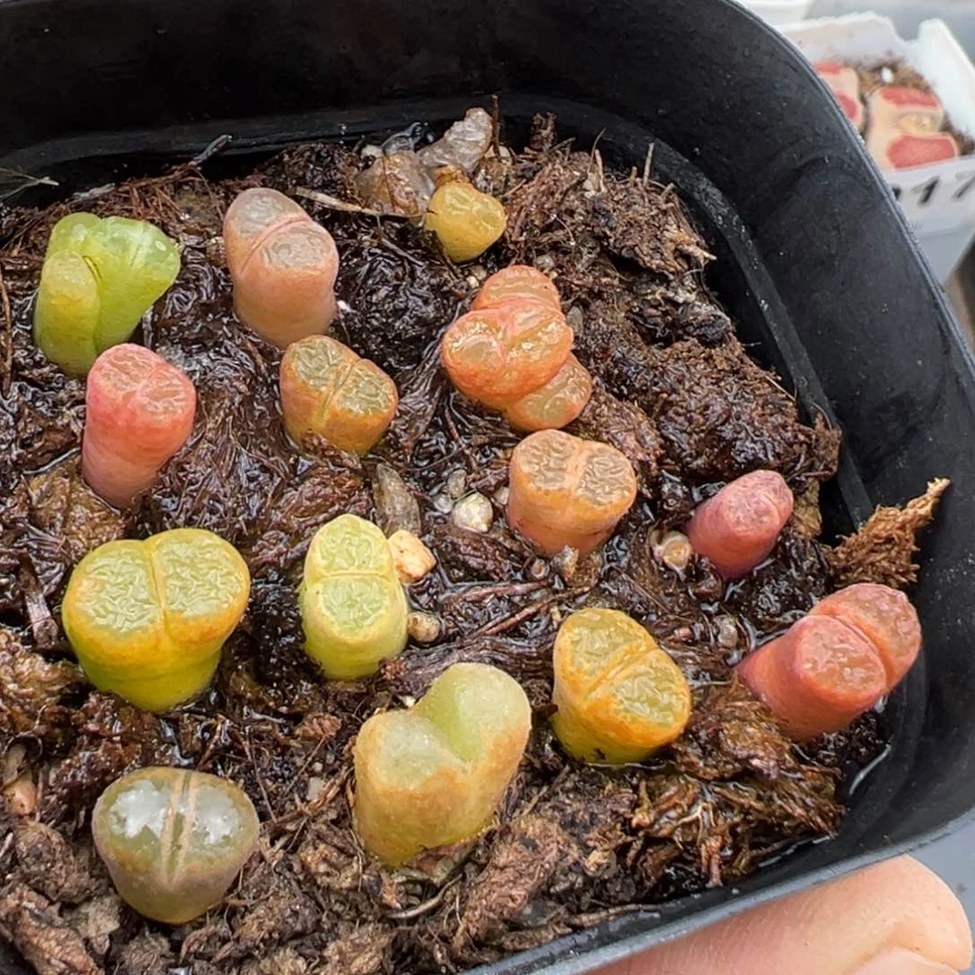 2.2好看的多肉a112