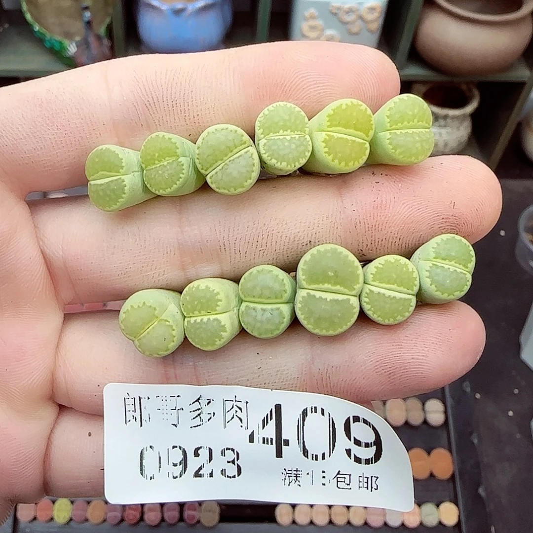满满18包邮0923-409