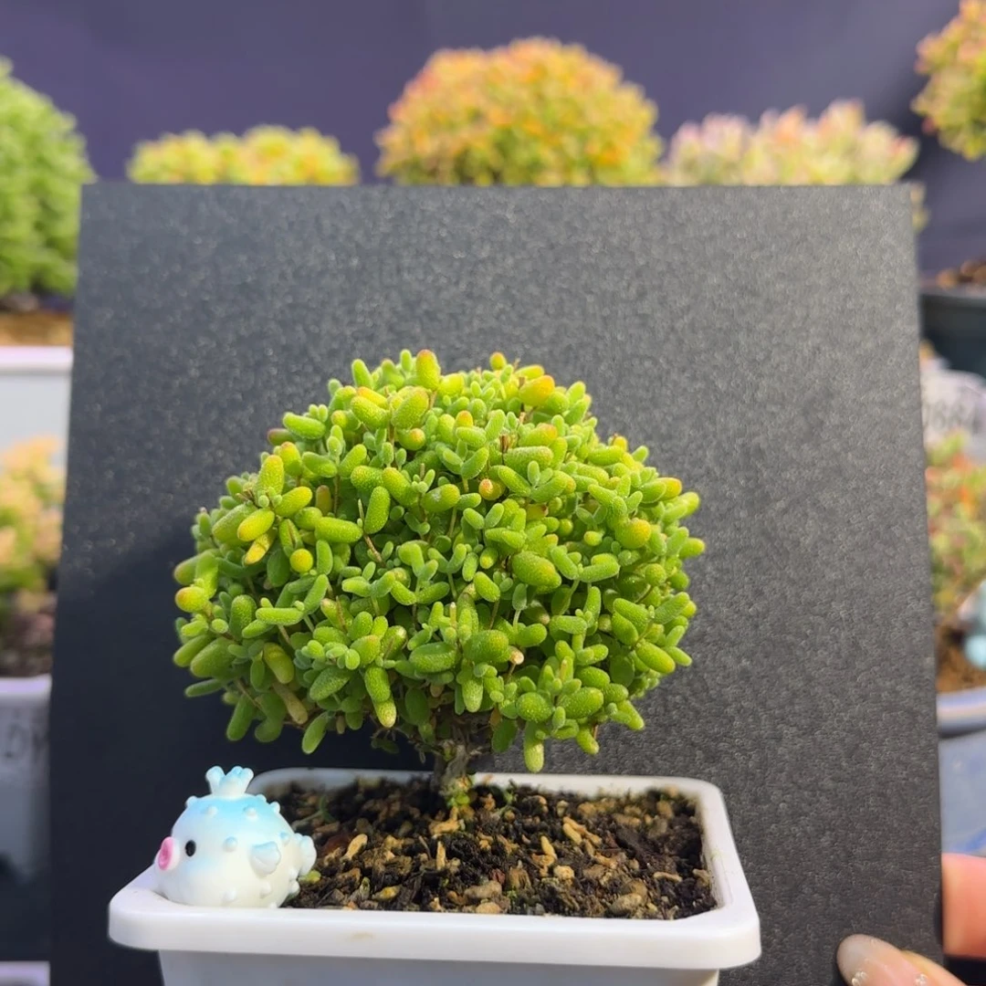 dy0728棒棒糖糖球直杆冠服7.5cm