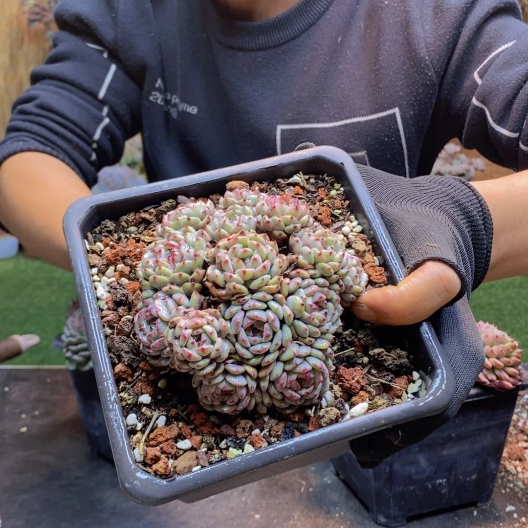 丹*?30号白胖子0000