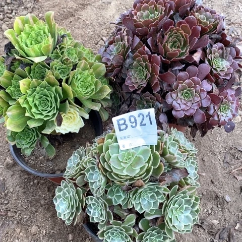 921三颗法师多肉植物