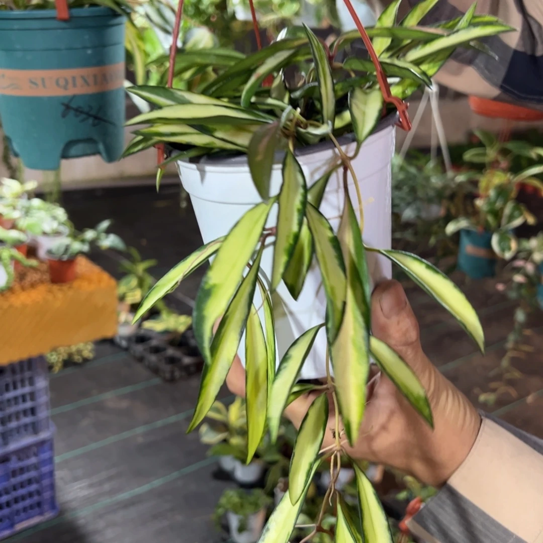 南***丹无花朵冰糖球兰大苗