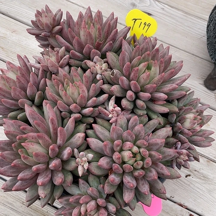 红蜻蜓大群生多肉199