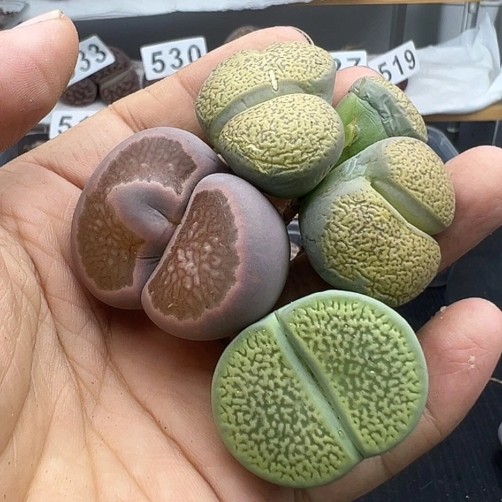 543有伤或长腿福利清不售后