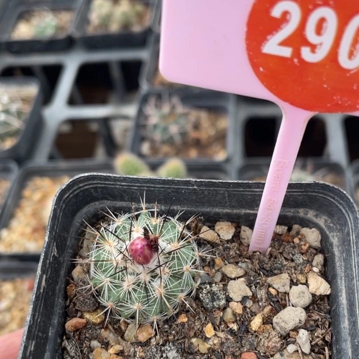 ＊***泡实生仙人球2942904