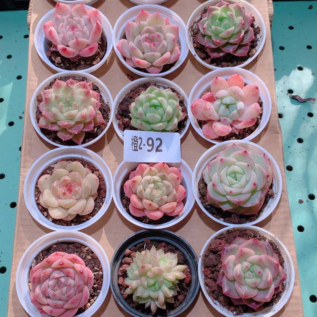 2-92一物一拍多肉带盆18颗
