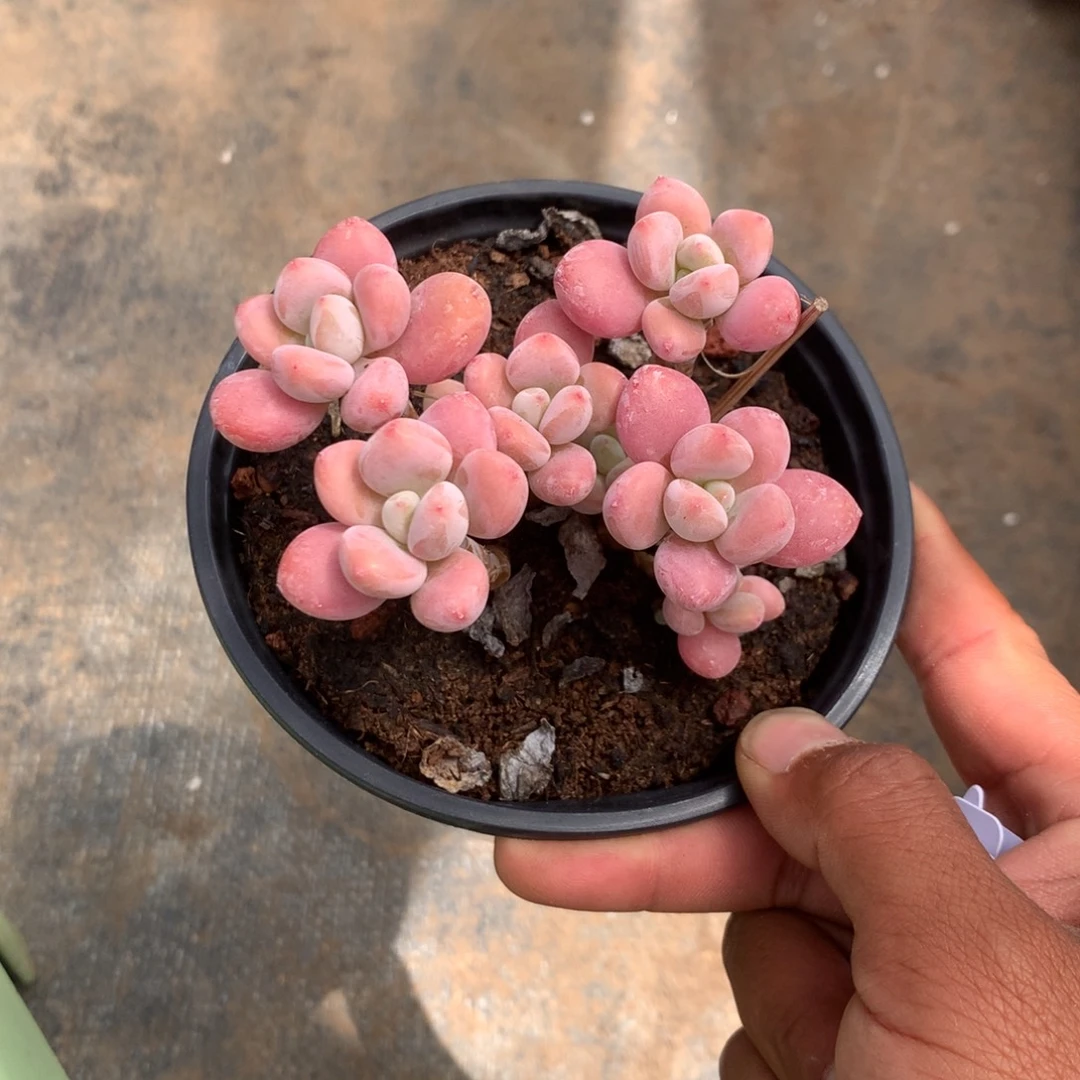 那时候是个啥东西不敢