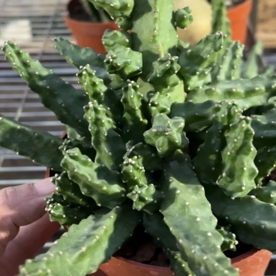 当前无花栽培后可以开花水仙情郎