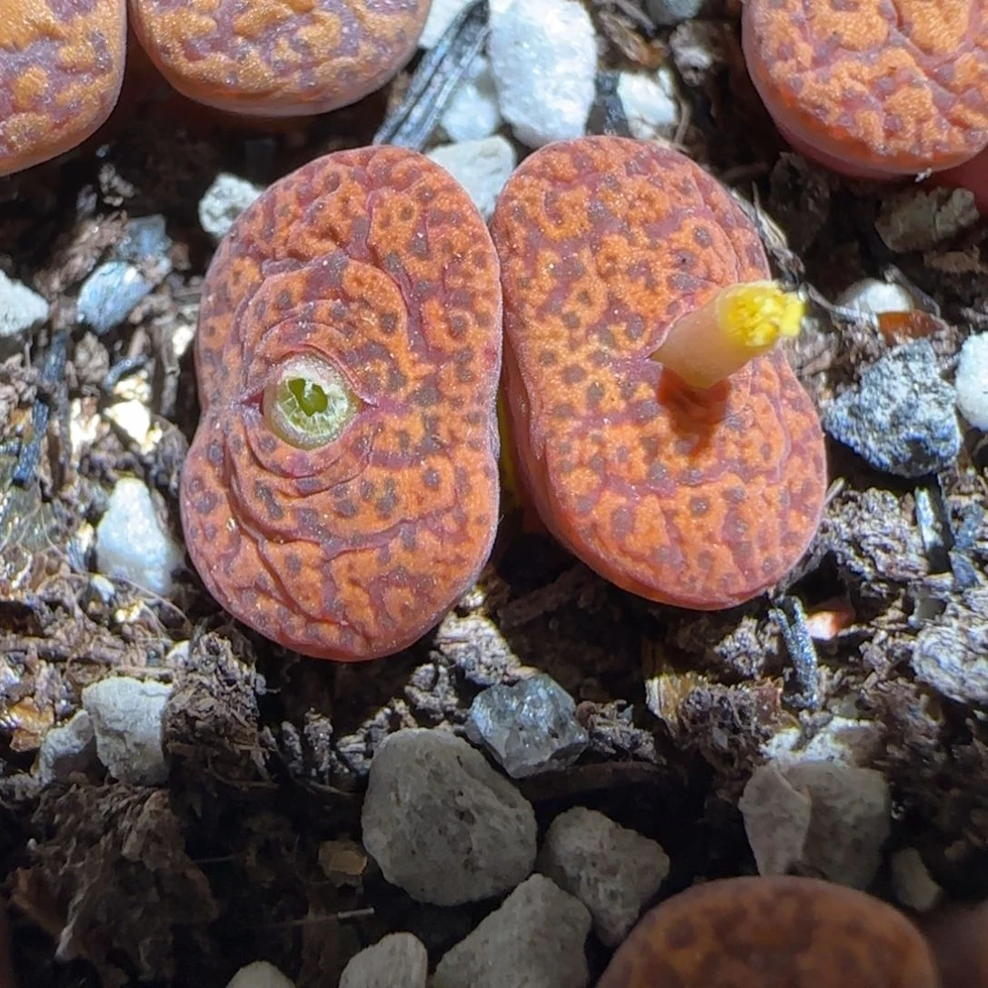 肉锥多肉植物组合-朱雀1217