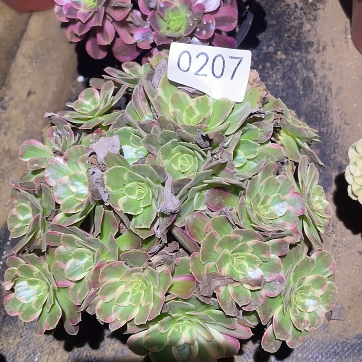 多肉植物法师207安娜