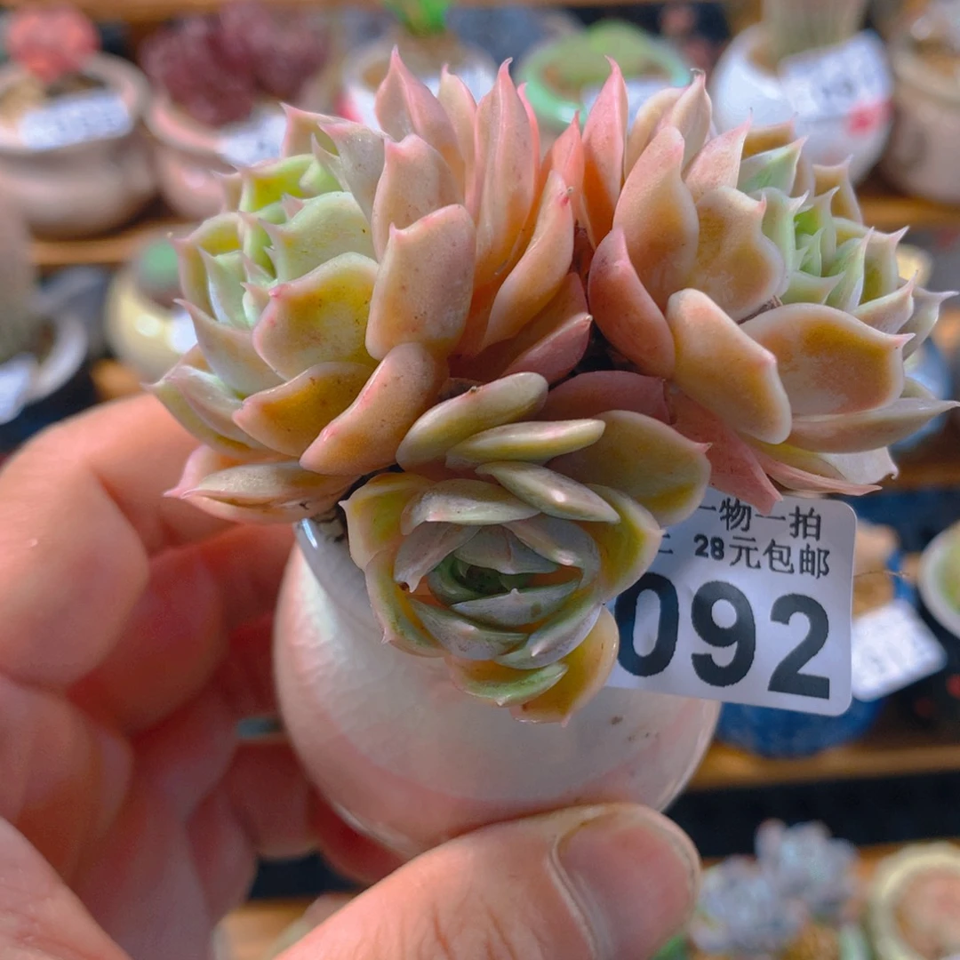 精控多肉植物2092