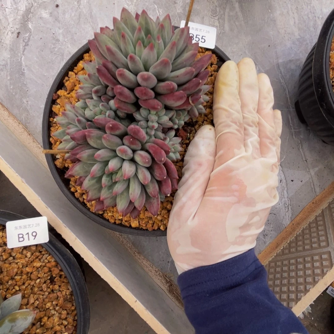 岁***声b55虞美人群生呀呀