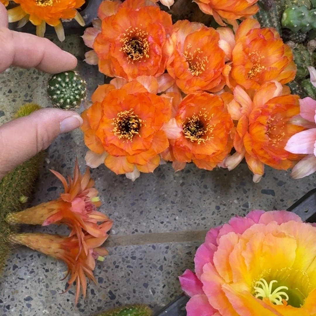 207丽花L28歪无根侧牙2到3公分左右，20包邮