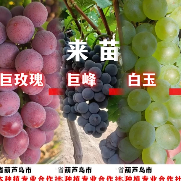 瘦叔推荐葡萄苗对版商家（巨峰、巨玫瑰、白玉）