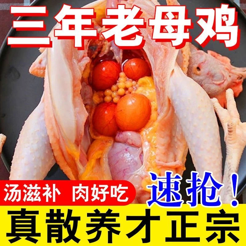 两年农家粮食喂养现杀黄油老母鸡土鸡炖鸡汤鸡腿农家散养土鸡