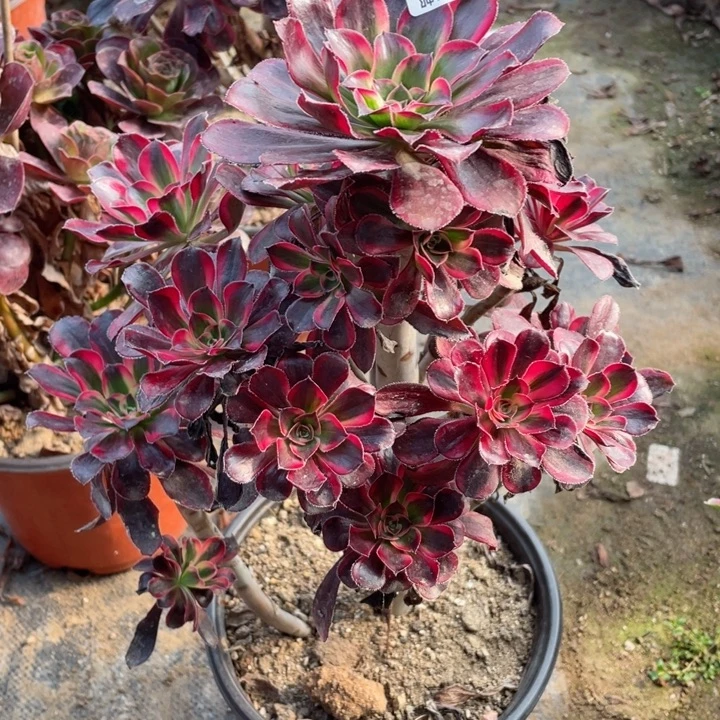 509丽娜多肉12345578多肉