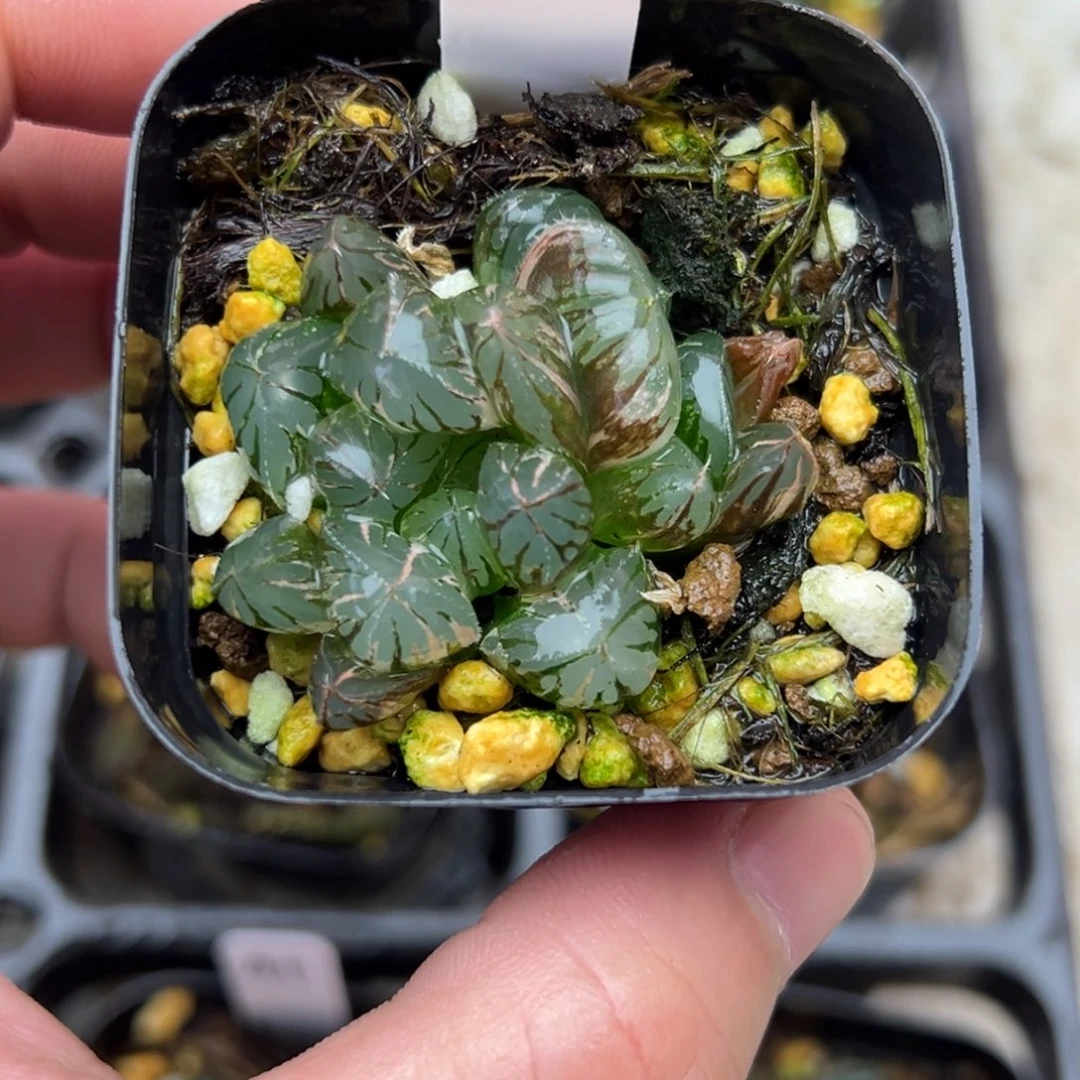 43巨大化水晶灯玉露锦一物一拍
