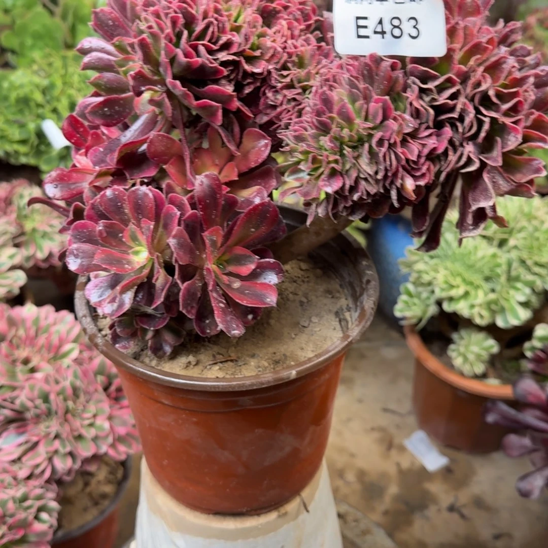 483美杜莎缀化法师多肉