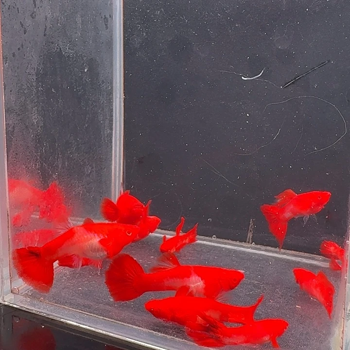 孔雀鱼瑕疵双分水6公5母 尾巴开衩 不死不包损