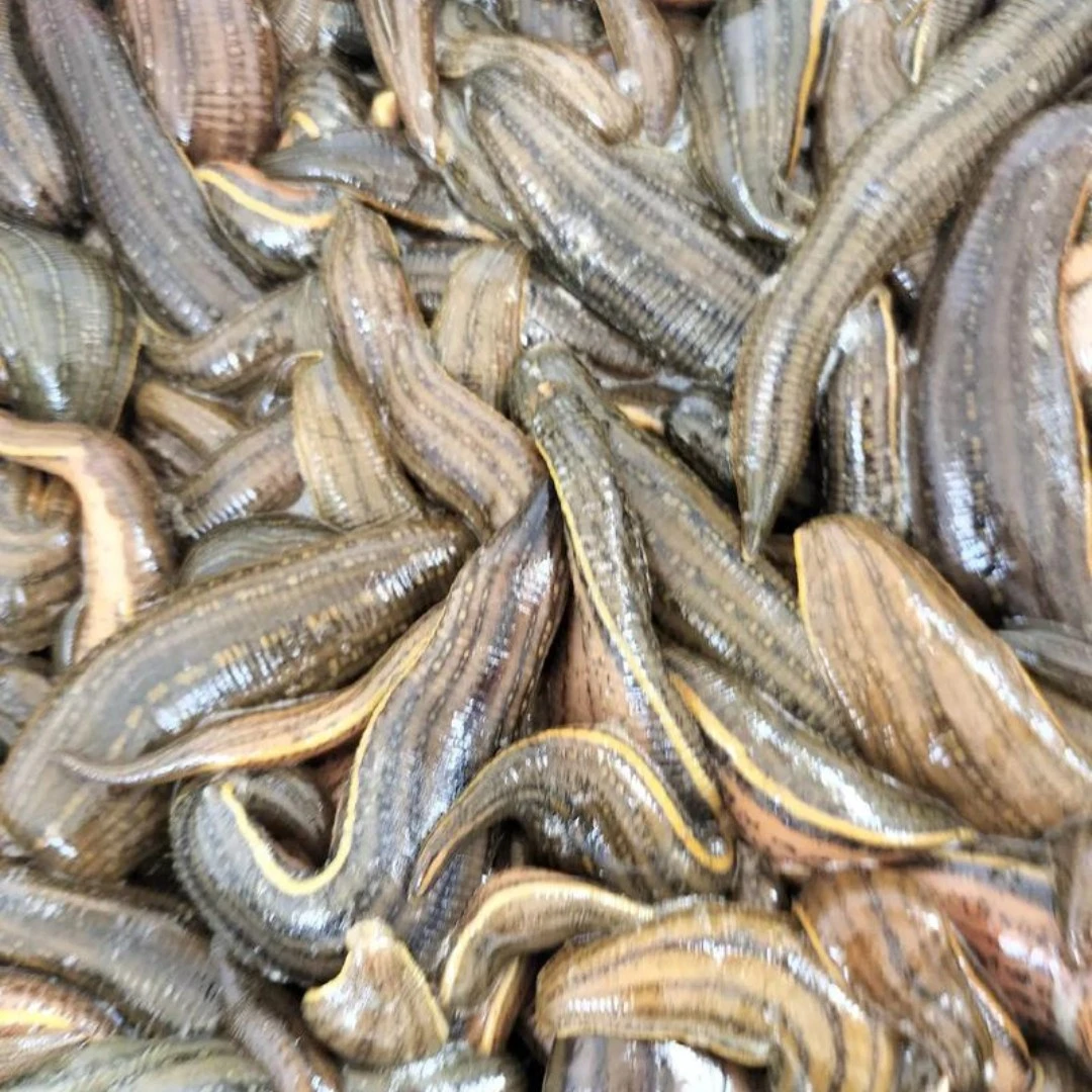 安波土特产～马黄非香菇临时链接