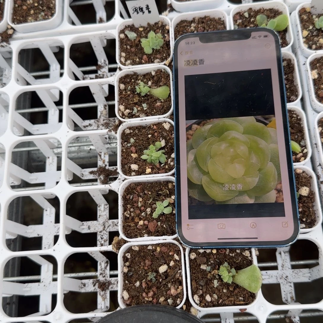 零凌香中苗盆2床一个满25包邮
