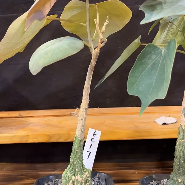 潮流植物红叶西番莲