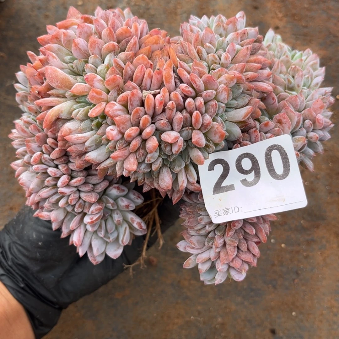 提***3290号新疆西藏内蒙古不包邮