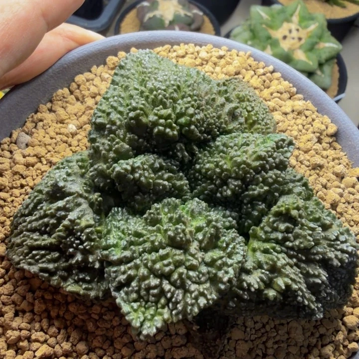 巨大肥厚黑紫超级哥斯拉